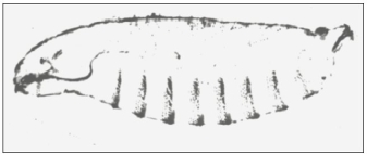    Drosophila larvae (wt)  showing segmentation and anterior-posterior axis. Refer to the image above to answer the following questions. -What would happen if the maternal nurse cells were to have a mutant bicoid gene? A) Nothing. B) The larvae would be round. C) The larvae would have two heads. D) The larvae would have two tails. E) The larvae would grow legs instead of antennae.
