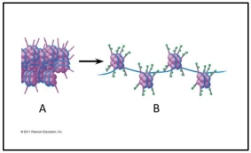 Use the following figure to answer the questions below.    -What is the significance of the configuration between A and B? A) A's configuration will not allow transcription. B) B's configuration allows for better packing of the chromatin. C) B's configuration provides a means for translation to occur. D) B is a polysome and will be able to make more protein faster. E) A is a centromere and so remains condensed.