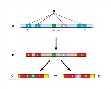 Use the following figure to answer the questions below.    -What is the significance of C and D? A) One will make a missense protein that will interfere with the other. B) They will not survive long enough to undergo translation. C) They will compete with each other for substrate. D) They will produce two different products from the same mRNA. E) There is no significance.