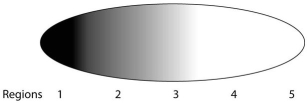 The researcher measures the concentration of the polypeptides from different regions in the early embryo and finds the following pattern (darker shading = greater concentration) :   Which of the following would be his most logical assumption? A) The substance has moved quickly from region 5 to region 1. B) Some other material in the embryo is causing accumulation in region 1 due to differential binding. C) The cytosol is in constant movement, dispersing the polypeptide. D) The substance is produced in region 1 and diffuses toward region 5. E) The substance must have entered the embryo from the environment near region 1.