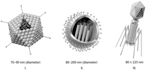 <strong>Use the figure that follows to answer the questions below. Which of the three types of viruses shown above would you expect to include a capsid(s)?</strong> A)I only B)II only C)III only D)I and II only E)all three