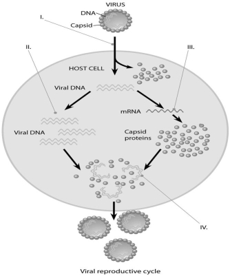 Use the following figure to answer the questions below.    -In the figure, when new viruses are being assembled (IV) , what mediates the assembly? A) host cell chaperones B) assembly proteins coded for by the host nucleus C) assembly proteins coded for by the viral genes D) viral RNA intermediates E) Nothing; they self-assemble.