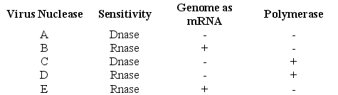 <strong>Use the following information to answer the following questions. In 1971, David Baltimore described a scheme for classifying viruses based on how the virus produces mRNA. The table below shows the results of testing five viruses for nuclease specificity, the ability of the virus to act as an mRNA, and presence (+) or absence (-) of its own viral polymerase. Based on the above table, which virus meets the Baltimore requirements for a retrovirus?</strong> A)A B)B C)C D)D E)E