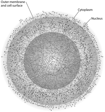   -The illustration above most probably represents A) a computer simulation of the structure of a eukaryotic cell. B) a systems biology approach displaying a network of protein interactions within a eukaryotic cell. C) an inventory of all the genes in a fruit fly. D) an X-ray diffraction image of the nucleus and cytoplasm of a eukaryotic cell. E) a computer-generated map of the interaction of genes and cytoplasm in a prokaryotic cell.