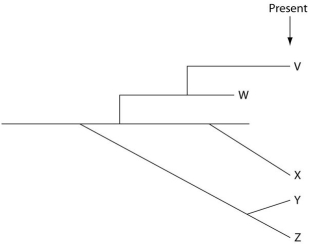The next few questions refer to the following evolutionary tree, whose horizontal axis represents time (present time is on the far right)  and whose vertical axis represents morphological change.    -Which conclusion can be drawn from this evolutionary tree? A) Gradualistic speciation and speciation involving punctuated equilibrium are mutually exclusive concepts; only one of them can occur. B) Eldredge and Gould would deny that the lineages labelled X, Y, and Z could represent true species. C) Assuming that the tip of each line represents a species, there are five extant (i.e., not extinct) species resulting from the earliest common ancestor. D) A single clade (i.e., a group of species that share a common ancestor) can exhibit both gradualism and punctuated equilibrium. E) V and W shared a common ancestor more recently than any of the other species.