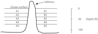 The next few questions refer to the following description. In the ocean, on either side of the Isthmus of Panama, are 30 species of snapping shrimp; some are shallow-water species, others are adapted to deep water. There are 15 species on the Pacific side and 15 different species on the Atlantic side. The Isthmus of Panama started rising about 10 million years ago. In the following figure, the isthmus separates the Pacific Ocean on the left (side A)  from the Atlantic Ocean on the right (side B) . The sea water on either side of the isthmus is separated into five depth habitats (1-5) , with 1 being the shallowest.    -Which habitats should harbour snapping shrimp species with the greatest degree of genetic divergence from each other? A) A1 and A5 B) A1 and B5 C) B5 and B1 D) A5 and B5 E) Both A1/A5 and B1/B5 should have the greatest, but equal amounts of, genetic divergence.
