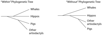 Use the following information and figure to answer the questions below. Traditionally, whales and hippopotamuses have been classified in different orders, the Cetacea and the Artiodactyla, respectively. Recent molecular evidence, however, indicates that the whales' closest living relatives are the hippos. This has caused some zoologists to lump the two orders together into a single clade, the Cetartiodactyla. There is no consensus on whether the Cetartiodactyla should be accorded order status or superorder status. This is because it remains unclear whether the whale lineage diverged from the lineage leading to the hippos before or after the other members of the order Artiodactyla (pigs, camels, etc.)  diverged (see the figure below) .     This figure contrasts the  Within the artiodactyls  origin of the whale lineage with the  Without the artiodactyls  origin of the whale lineage. -One morphological feature of modern cetaceans is a vestigial pelvic girdle. If it is determined that cetacean lineage diverged from the artiodactyls' lineage after the divergence of pigs and other artiodactyla, then what should be true of the vestigial pelvic girdle of cetaceans? A) It should be considered a shared ancestral character of the cetartiodactyls. B) It should be considered a shared derived character of the cetartiodactyls. C) It should be considered a shared ancestral character of the cetaceans. D) It should be considered a shared derived character of the cetaceans.