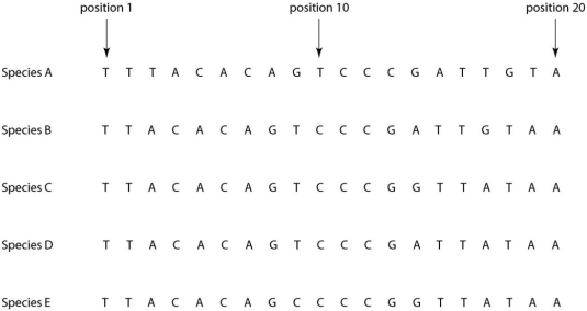    Morphologically, species A is very similar to four other species, B-E. Yet the nucleotide sequence deep within an intron in a gene shared by all five of these eukaryotic species is quite different in species A compared to that of the other four species when we study the nucleotides present at each position. -If the sequence of species A in the above figure differs from that of the other four species due to simple misalignment, then what should the computer software find when it compares the sequence of species A to those of the other four species? A) The nucleotide at position 1 should be different in species A, but the same in species B-E. B) The nucleotide sequence of species A should have long sequences that are nearly identical to those of the other species, but offset in terms of position number. C) The sequences of species B-E, though different from that of species A, should be identical to each other, without exception. D) If the software compares the amino acid sequence of the actual protein product rather than the nucleotide sequence, then the amino acid sequences of species B-E should be similar to each other, but very different from that of species A. E) Computer software is useless in determining sequences of introns; it can only be used with exons.