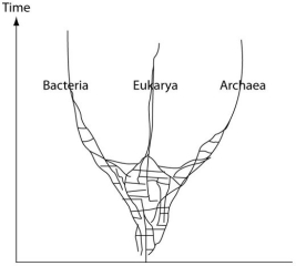 The following questions refer to this phylogenetic tree, depicting the origins of life and of the three domains. Horizontal lines indicate instances of gene or genome transfer.     A possible phylogenetic tree for the three domains of life. -Which portion of the above figure may ultimately be better depicted as a  ring ? A) the bacterial lineage B) the archaean lineage C) the eukaryotic lineage D) the trunk of the tree E) the part corresponding to the first living cell on Earth