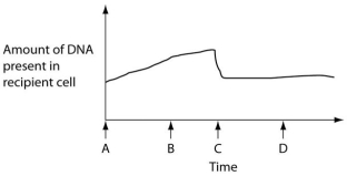 The figure below depicts changes to the amount of DNA present in a recipient cell that is engaged in conjugation with an Hfr cell. Hfr cell DNA begins entering the recipient cell at Time A. Assume that reciprocal crossing over occurs (in other words, a fragment of the recipient's chromosome is exchanged for a homologous fragment from the Hfr cell's DNA) . Use this figure to answer the following questions.    -Which question, arising from the results depicted in the above figure, is most interesting from a genetic perspective, and has the greatest potential to increase our knowledge base? A) If reciprocal crossing over could occur even if the piece of donated Hfr DNA were identical to the homologous portion of the recipient's chromosome, what prevents this from occurring? B) What forces are generally responsible for disrupting the sex pilus? C) How is it that a recipient cell does not necessarily become an Hfr cell as the result of conjugation with an Hfr cell? D) What makes a cell an Hfr cell?