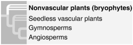 Use the following figure to answer the questions below.    -What is true of the phylogenetic tree in the figure above? 1. It depicts uncertainty about whether the bryophytes or the vascular plants evolved first. 2. It is hypothetical. 3. It includes polytomies. 4. It shows that ferns (phylum Pterophyta) are the closest living relatives to the seed plants. 5. It indicates that seeds are a shared ancestral character of all vascular plants. A) 1 and 2 B) 2 and 3 C) 1, 2, and 3 D) 1, 2, and 4 E) 2, 3, and 5
