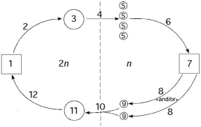 Use the following information to answer the questions below. The following questions refer to the generalized life cycle for land plants shown in the figure below. Each number within a circle or square represents a specific plant or plant part, and each number over an arrow represents either meiosis, mitosis, or fertilization.    -In the figure above, the process labelled  6  involves A) nuclear fission. B) mitosis. C) meiosis. D) fertilization. E) binary fission.