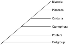Placozoan evolutionary relationships to other animals are currently unclear, and different phylogenies can be created, depending on the character used to infer relatedness. Sponges have no tissues, but about 20 cell types. Tp (Trichoplax adhaerens)  produces a neuropeptide almost identical to one found in cnidarians. The genome of Tp, though the smallest of any known animal, shares many features of complex eumetazoan (even human!)  genomes. Use the phylogenetic trees that follow to answer the questions below.     I     II     III -Which phylogeny has been created by emphasizing genomic features of placozoans? A) I B) II C) III