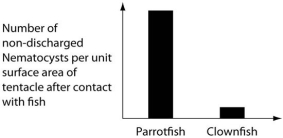 The clownfish readily swims among the tentacles of the sea anemones; the parrotfish avoids them. One hypothesis for the clownfish's apparent immunity is that they slowly build a tolerance to the sea anemone's toxin. A second hypothesis is that a chemical in the mucus that coats the clownfish prevents the nematocysts from being triggered. Which of the following graphs supports the second, but not the first, of these hypotheses? A)    B)    C)    D)   