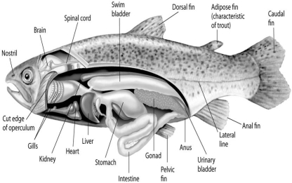    Fishes that have swim bladders can regulate their density and, thus, their buoyancy. There are two types of swim bladder: physostomus and physoclistus. The ancestral version is the physostomus version, in which the swim bladder is connected to the esophagus via a short tube (see the figure above) . The fish fills this version by swimming to the surface, taking gulps of air, and directing them into the swim bladder. Air is removed from this version by  belching.  The physoclistus version is more derived, and has lost its connection to the esophagus. Instead, gas enters and leaves the swim bladder via special circulatory mechanisms within the wall of the swim bladder. -The presence of a swim bladder allows the typical ray-finned fish to stop swimming and still A) effectively circulate its blood. B) be highly manoeuvrable. C) use its lateral line system. D) use its swim bladder as a respiratory organ. E) not sink.