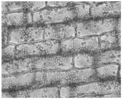 Use the following figure to answer the questions below.    -Which function applies to the cells shown in the photograph in the figure above? A) provide flexible support B) contain secondary walls to provide rigid support C) can store starch in stems and roots D) function in water movement E) can be used commercially for making rope