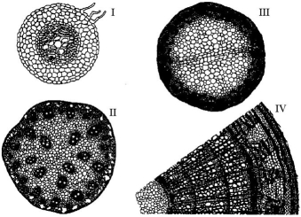 The following questions are based on the drawing of root or stem cross sections shown below.    -A plant that is at least three years old is represented by A) I only. B) II only. C) III only. D) IV only. E) both I and III.
