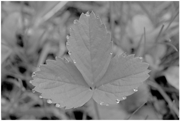 The following photo shows a strawberry leaf. Answer the following questions.    -What is the main cause of the process observed in the photo? A) root pressure B) transpiration C) pressure flow in phloem D) plant injury E) condensation of atmospheric water