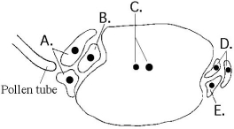 The following questions refer to the diagram of an embryo sac of an angiosperm shown below.    -The ________ produces the pollen tube in the above figure. A) anther B) microspore C) tube cell D) generative cell E) filament