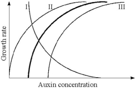   -What conclusion can you draw from the result in the question above. A) As auxin concentration increases, lateral bud growth increases at a faster rate compared to the heavy line. B) As auxin concentration increases, lateral bud growth increases at a slower rate compared to the heavy line. C) The growth rate of lateral buds appears to be inhibited by higher auxin concentration. D) There is no relationship between lateral buds and auxin. E) More data is required before a conclusion can be drawn.