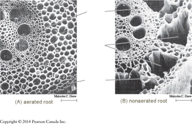   -The figure above shows the cross section of a root grown under different conditions. Explain what is happening in picture B? A) With no oxygen, the root has died. B) The root is infested with parasites that are eating the root. C) Root cells produce absicic acid to increase tolerance to low oxygen. D) Root cells produce cytokinins to promote movement of nutrients to roots. E) Low oxygen stimulates production of ethylene which causes apoptosis in some cells of the root cortex.