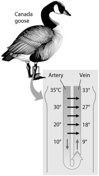   -Examine the figure above. Near a goose's abdomen, the countercurrent arrangement of the arterial and venous blood vessels causes A) the temperature difference between the contents of the two sets of vessels to be minimized. B) the venous blood to be as cold near the abdomen as it is near the feet. C) the blood in the feet to be as warm as the blood in the abdomen. D) the temperature at the abdomen to be less than the temperature at the feet. E) the loss of the maximum possible amount of heat to the environment.