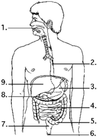 Use the following figure to answer the questions below.    -Examine the digestive system structures in the figure above. Bacteria that produce vitamins as products are residents of location A) 3. B) 4. C) 5. D) 7. E) 8.