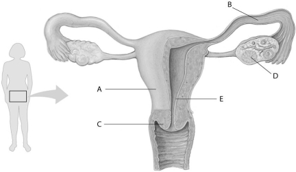 Refer to the following figure, which diagrams the reproductive anatomy of the human female, to answer the following questions.    -In the above figure, which letter points to the cervix? A) A B) B C) C D) D E) E