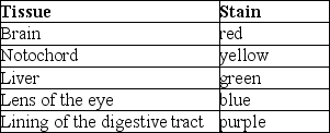 Use the following information to answer the next few questions. In a study of the development of frog embryos, researchers stained several early gastrulas with vital dyes and noted the locations of the dyes after gastrulation. The results are shown in the following table.    -The endoderm was probably stained with A) red and yellow colours. B) yellow and green colours. C) green and purple colours. D) blue and yellow colours. E) purple and red colours.