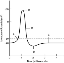 For the following questions, refer to the graph of an action potential.    -The membrane's permeability to sodium ions is at its maximum at label A) A. B) B. C) C. D) D. E) E.