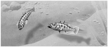   -In the territorial behaviour of the stickleback fish, the red belly of one male that elicits attack from another male is functioning as A) a pheromone. B) a sign stimulus. C) a fixed action pattern. D) a search image. E) an imprint stimulus.