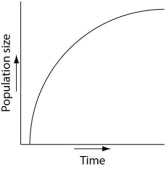 Use the survivorship curves shown below to answer the following questions.    -Which of the following graphs illustrates the population growth curve of single bacterium growing in a flask of ideal medium at optimum temperature over a 24-hour period? A)    B)    C)    D)    E)   
