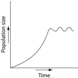 Use the survivorship curves shown below to answer the following questions.    -Which of the following graphs illustrates the population growth curve of single bacterium growing in a flask of ideal medium at optimum temperature over a 24-hour period? A)    B)    C)    D)    E)   