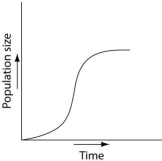 Use the survivorship curves shown below to answer the following questions.    -Which of the following graphs illustrates the population growth curve of single bacterium growing in a flask of ideal medium at optimum temperature over a 24-hour period? A)    B)    C)    D)    E)   