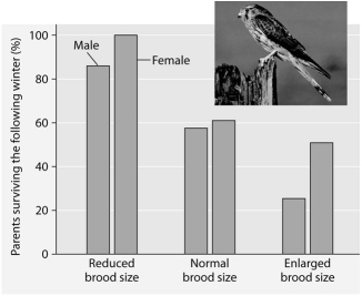 Please read the paragraph below and review the figure to answer the following question. Researchers in the Netherlands studied the effects of parental care given in European kestrels over five years. The researchers transferred chicks among nests to produce reduced broods (three or four chicks) , normal broods (five or six chicks) , and enlarged broods (seven or eight chicks) . They then measured the percentage of male and female parent birds that survived the following winter. (Both males and females provide care for chicks.)      Brood size manipulations in the kestrel: Effects on offspring and parent survival. -Which of the following is a likely graphic outcome of a population of deer introduced to an island with an adequate herbivory and without natural predators, parasites, or disease? A)    B)    C)    D)    E)   