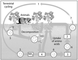 <strong>Use the following figure to answer the questions below. On the diagram of the nitrogen cycle, which number represents nitrifying bacteria?</strong> A)5 B)6 C)7