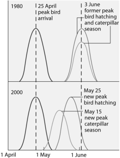 Use the graph and information provided in the paragraph below to answer the following questions. Flycatcher birds that migrate from Africa to Europe feed their nestlings a diet that is almost exclusively moth caterpillars. The graph below shows the mean dates of arrival, bird hatching, and peak caterpillar season for the years 1980 and 2000.    -If the nestlings of flycatchers are to benefit from the shift in peak caterpillar season from June 3, 1980 to May 15, 2000, in which direction should the May 25, 2000 peak bird hatching date move? A) to the left so it corresponds to the mean date of arrival in 2000 B) to the left so it corresponds with the new peak caterpillar season in 2000 C) to the right so there is no overlap in the May 15 and May 25 (year 2000) curves D) no movement is necessary because the caterpillars grow slowly so the nestlings will have enough food to eat E) no movement is necessary because herbicides can be used to kill the vegetation the caterpillars feed on and therefore the peak hatching time of caterpillars will move to the right from May 15 to May 25, 2000