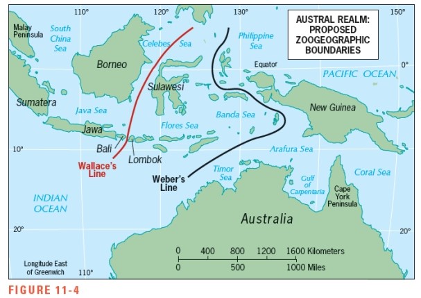 Figure 11-4 indicates that species found in New Guinea are similar to those of Australia.   