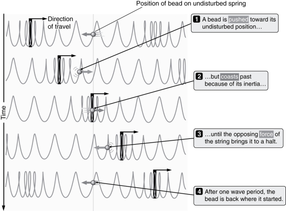 What type of wave is depicted in the figure below?   A)  Longitudinal B)  Transverse