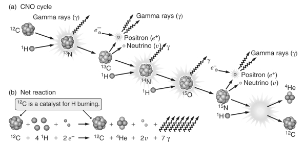 Examine the figure below.Hydrogen burns through the CNO cycle only in high-mass main-sequence stars because of the greater __________ in their cores.   A)  concentration of heavy elements like carbon B)  densities C)  abundance of hydrogen D)  temperatures