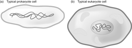 Describe the difference between prokaryotes and eukaryotes.