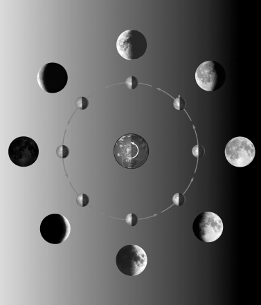 The figure below shows the different phases of the Moon.Label each phase of the Moon shown.   