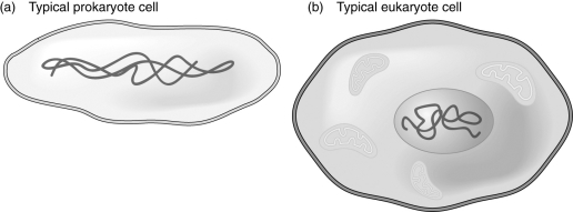 Describe the difference between prokaryotes and eukaryotes.