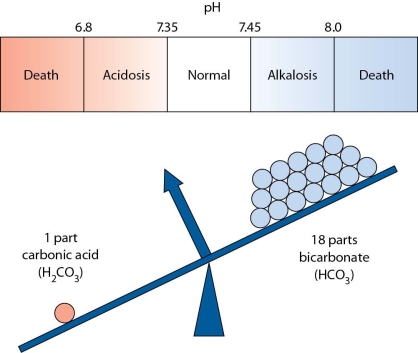 The nurse is identifying a diagram to use to explain a client's acid-base balance.Which imbalance does the following diagram suggest is occurring with the client?   A)  Metabolic acidosis B)  Metabolic alkalosis C)  Respiratory acidosis D)  Respiratory alkalosis