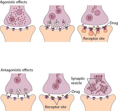 While practicing at an outpatient addiction clinic,the nurse is summarizing a diagram in the orientation handbook for a new nurse who requires orientation.Which statement made by the new nurse most closely aligns with the meaning of this diagram?   A)   Addiction involves an alteration in the amount of available neurotransmitters.  B)   Actions at the neurotransmitter level affecting addiction are not genetic.  C)   High self-esteem as a basis for pleasure seeking lowers neurotransmitter levels.  D)   An addictive personality is identified by differences in the processing of neurotransmitters. 