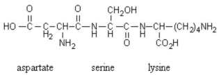 What is the name of the following tripeptide (the names of each amino acid are given directly below its position in the tripeptide) ?   A) lysylserylaspartate B) aspartylserinyllysine C) aspartyllysinylserine D) aspartineserinelysine E) aspartylseryllysine