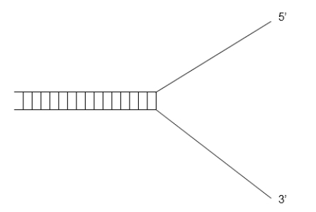 The diagram below represents a replication fork.The leading strand is the _____ strand.   A) lower B) upper