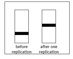 Suppose Meselson and Stahl had obtained the following results in their experiment.Which model of replication are these results consistent with?   A) Conservative replication only B) Semiconservative and conservative replication C) Semiconservative replication only D) Dispersive replication only E) Semiconservative and dispersive replication