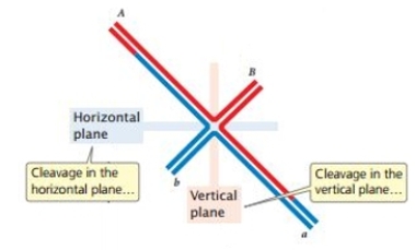 The following is a depiction of a Holliday junction with the option of cutting on the horizontal plane or the vertical plane.   A) The horizontal plane will result in no recombination, and the vertical plane will result in crossover recombination. B) The horizontal plane will result in crossover recombination, and the vertical plane will result in no recombination. C) Both will result in no recombination. D) Both will result in crossover with crossover recombination. E) Which plane is cut is not important.