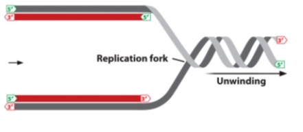 In the diagram below, the arrow indicates the direction of movement of a replication fork.   a.Which strand, top or bottom, is the leading strand? Explain. b.On which strand, top or bottom, would you expect to find Okazaki fragments? Explain.